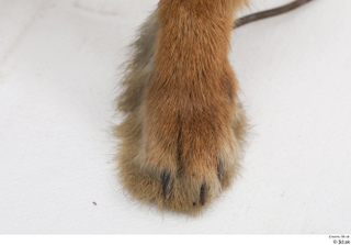 Hare  1 foot 0005.jpg